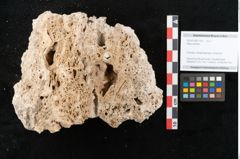 Foto (Objekt + Etikett) von Abies excelsa (NHMW-GEO-2024-0188-11357)